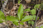 Dwarf ginseng